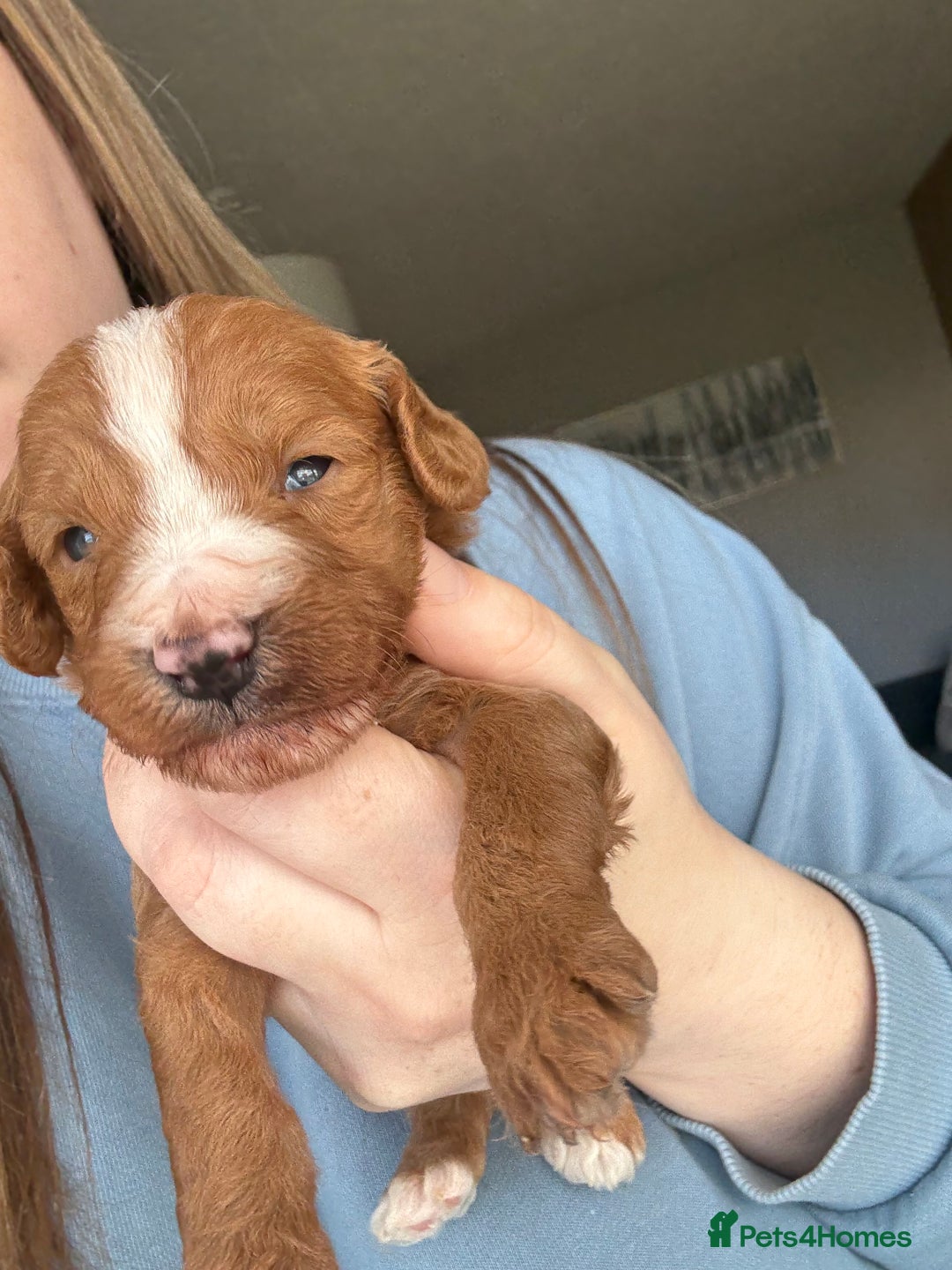 Cockapoo dogs for sale: Cockapoo Puppies - Image 10