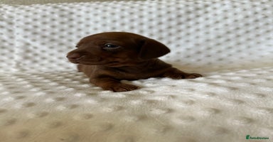 Miniature Dachshund dogs - Advert 2