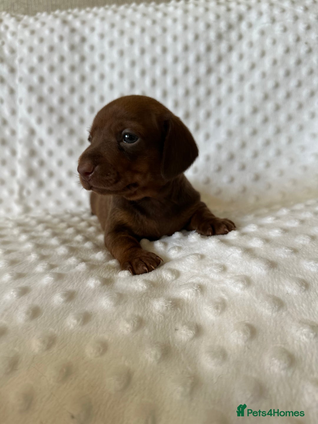 Miniature Dachshund dogs for sale: Champion lines mini Daschund last brindle boy  - Image 5