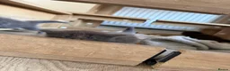 Maine Coon cats for sale: Maine Coon kittens  - Advert 18