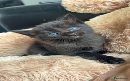 Ragdoll cats for sale: Ragdoll x Bengal  - Image 14