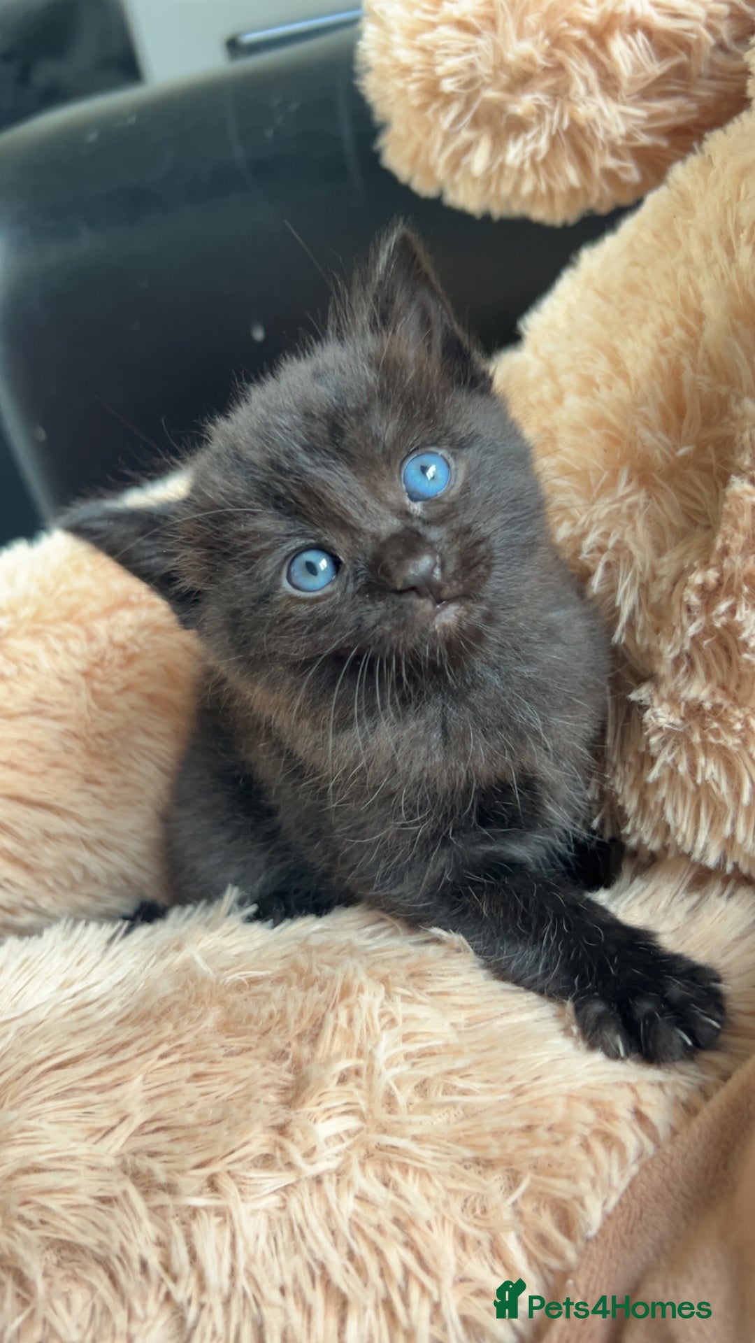 Ragdoll cats for sale: Ragdoll x Bengal  - Image 14