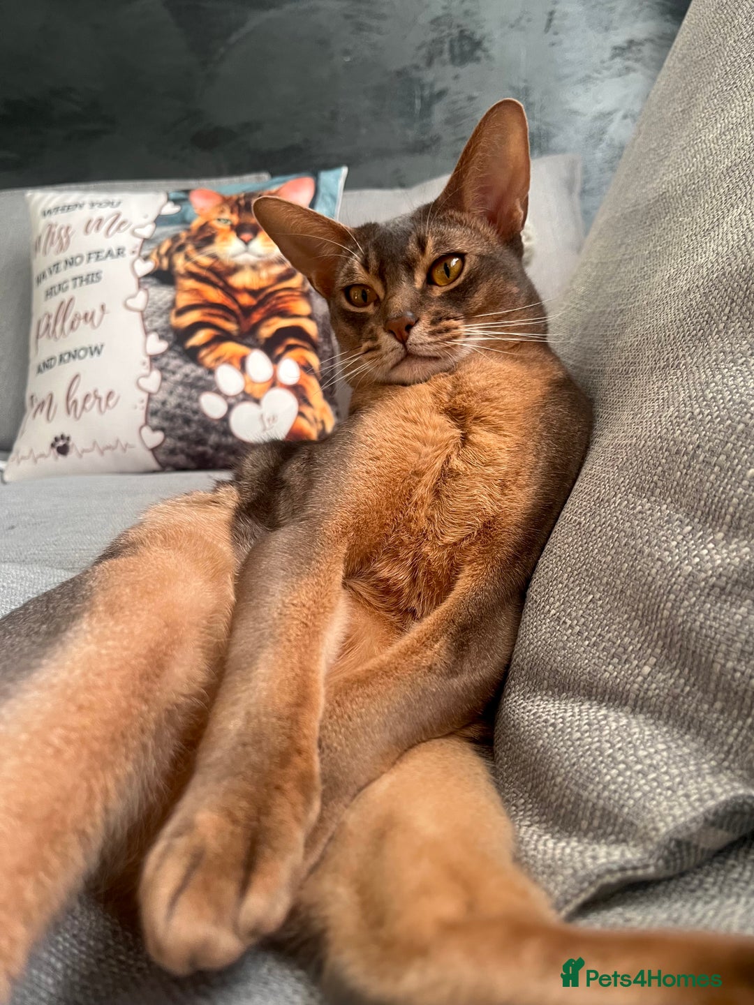 Abyssinian cats for sale: Abyssinian male - Image 8