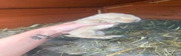 French Lop rabbits for sale: French Lop x Continental Giants 🩶🧡 - Advert 6