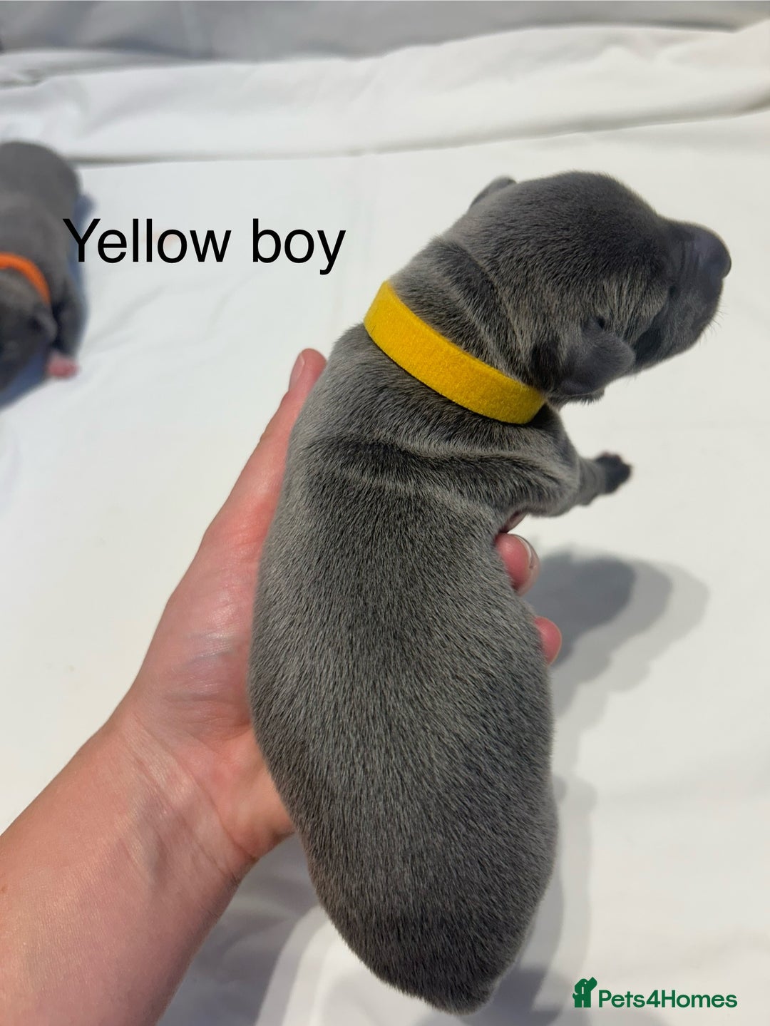 Whippet dogs for sale: Stunning KC whippet puppies  - Image 10