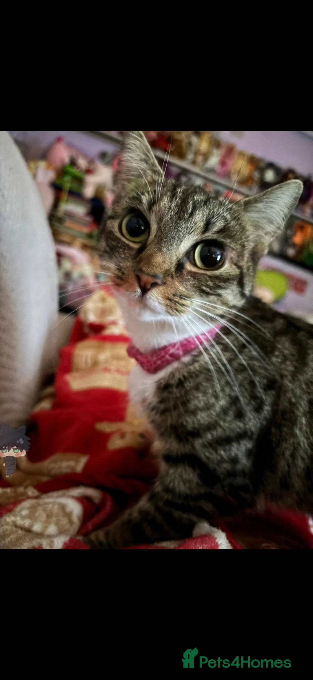 Mixed Breed cats for sale: 3 year old female tabby  in Peterborough - Advert 2