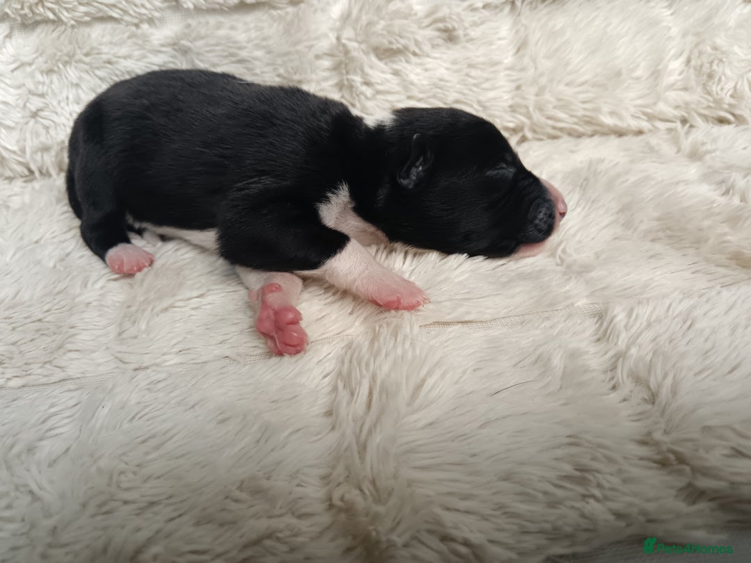 Border Collie dogs for sale: Border collie puppies B/W  - Advert 12