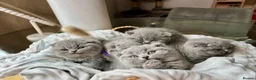 British Shorthair cats for sale:  💙 Beautiful Blue BS Kittens 1 Boy & 4 Girls 💗 in Taunton - Advert 36