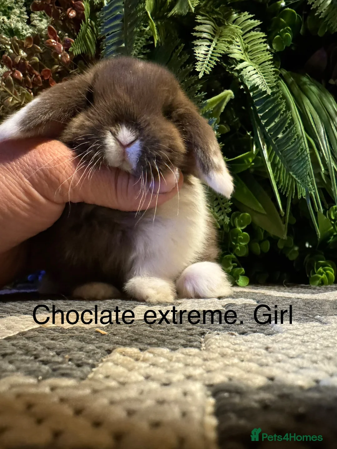 Mini Lop rabbits for sale: Mini lops ready to reserve   - Advert 1