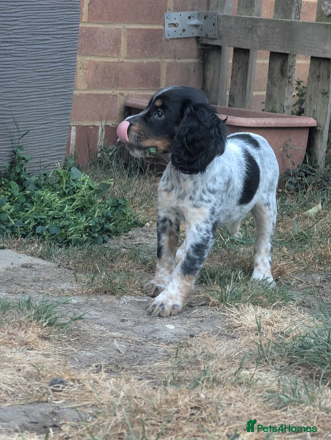Cocker Spaniel dogs for sale: Female Cocker Spaniel Puppy - Advert 8