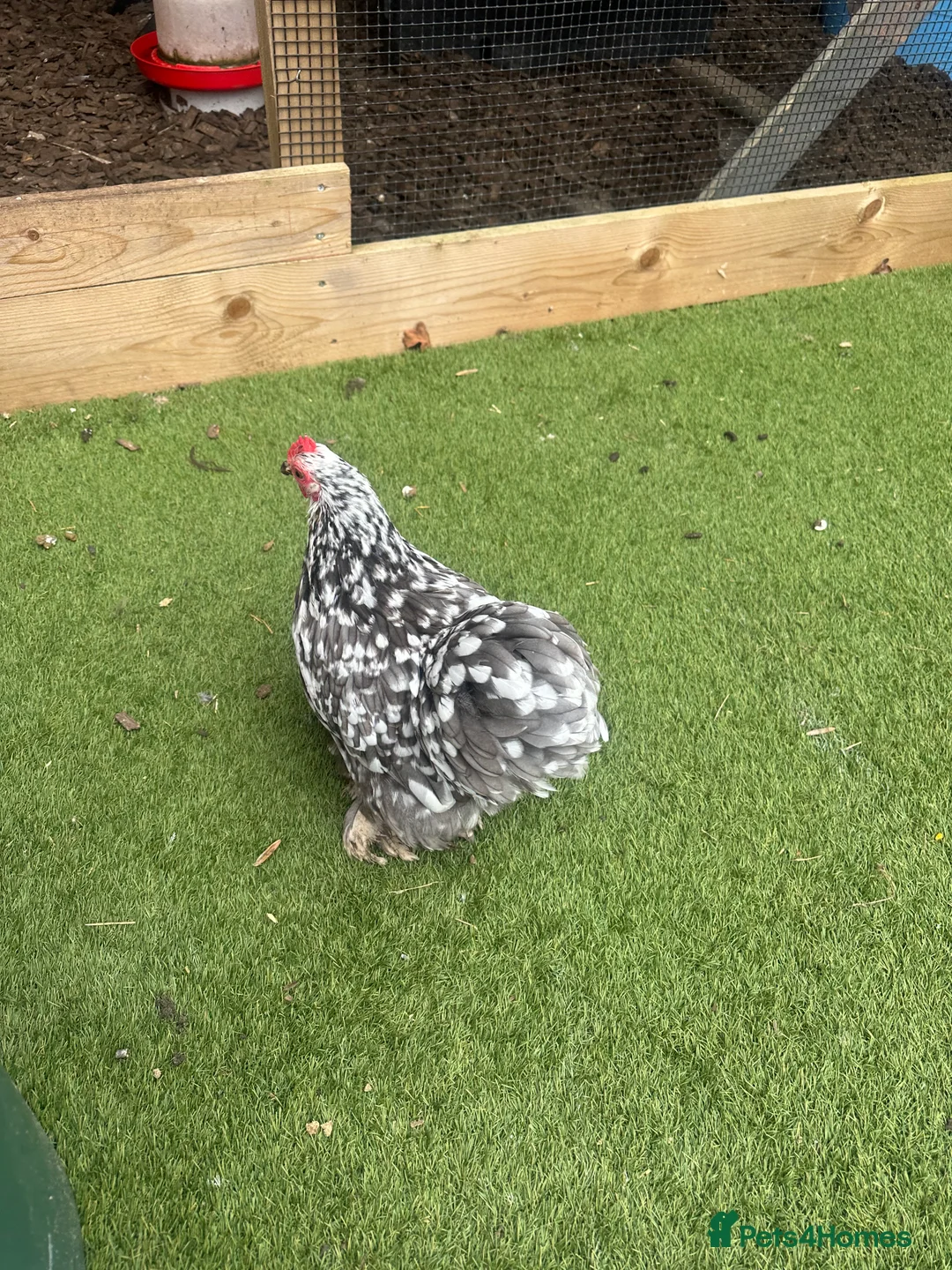 Chickens poultry for sale: 9 Batam Pekins  - Advert 5