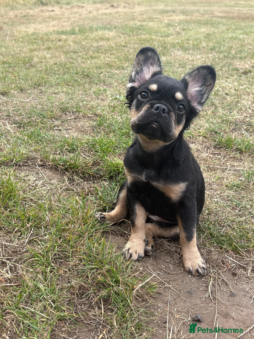 French Bulldog dogs for sale: Female Full fluffy C2 French bulldog  in Manchester - Advert 5