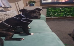 Staffordshire Bull Terrier dogs for sale: Staffordshire Bull Terrior Pups - 9 in total. - Image 4