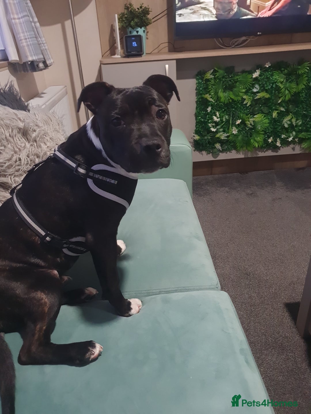 Staffordshire Bull Terrier dogs for sale: Staffordshire Bull Terrior Pups - 9 in total. - Image 4