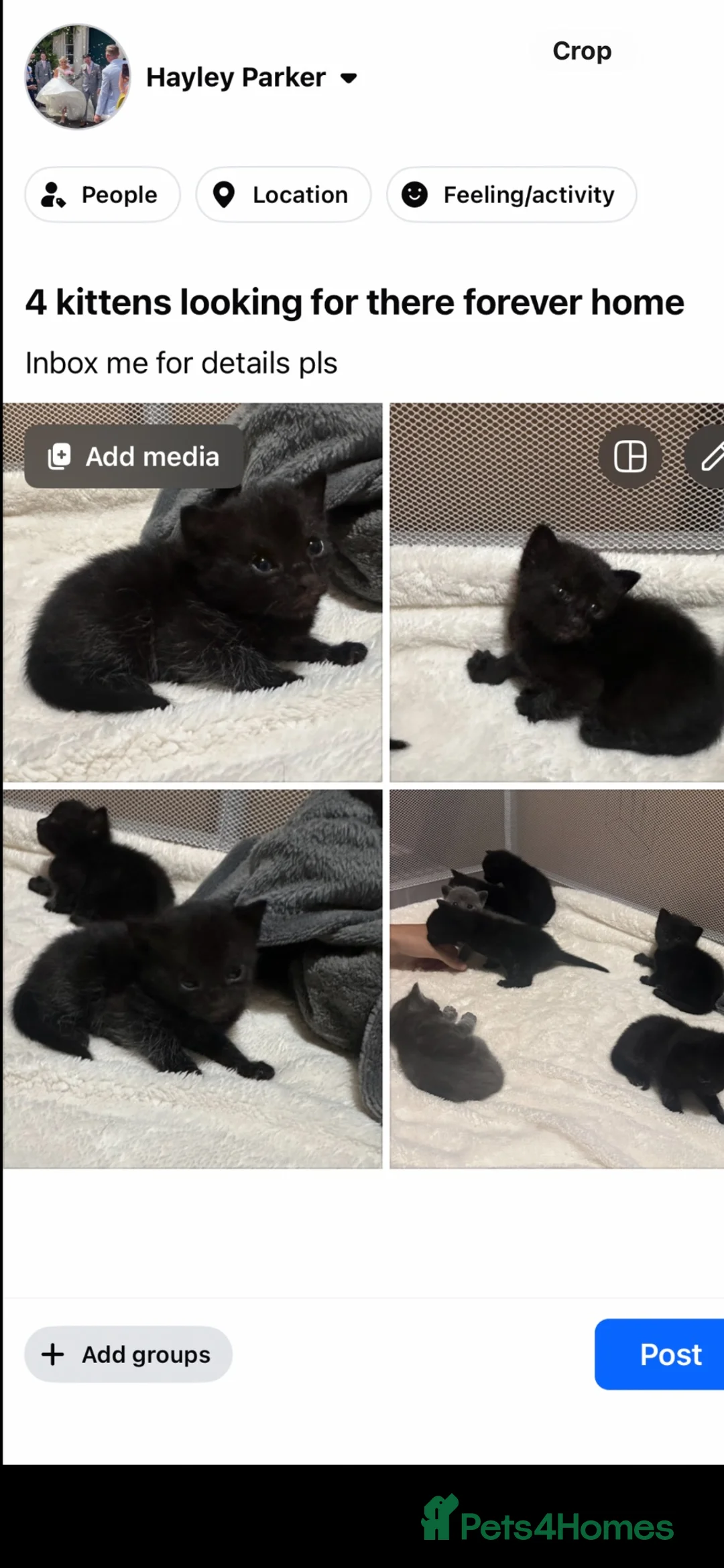 Mixed Breed cats for sale: Mixed kitten in Ilfracombe - Advert 2