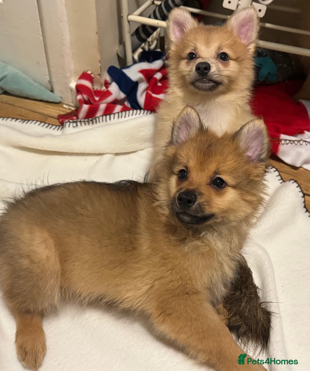 Pomeranian dogs for sale: Pomeranian puppies (Spitz) - Advert 7