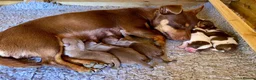 Jack Russell dogs for sale: Mini Jack Russel Terriers - Advert 2
