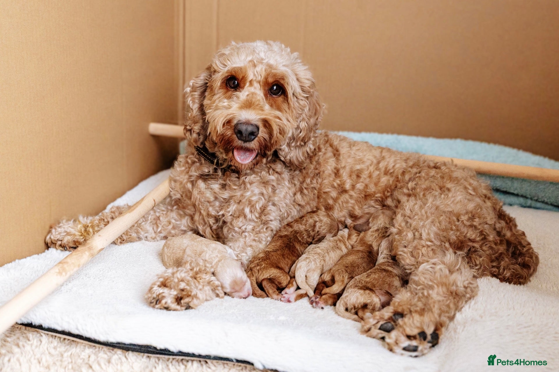 Cockapoo dogs 2 Cockapoo Boys  - Advert 8