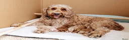 Cockapoo dogs for sale: 2 Cockapoo Boys  in Basildon - Advert 1