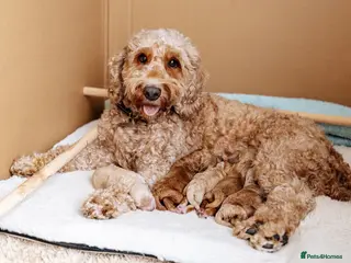 Cockapoo dogs 2 Cockapoo Boys - Advert 1