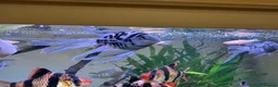 Cichlids fish for sale: Polar Blue Parrot: Including Long-Fin and Platinum - Advert 1