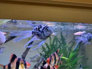 Cichlids fish Polar Blue Parrot: Including Long-Fin and Platinum - Advert 14