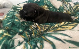 Staffordshire Bull Terrier dogs for sale: Gorgeous black brindle Staffy pups KC - Image 19