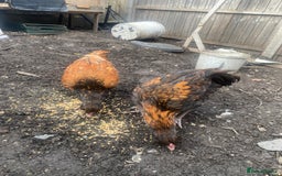 Chickens poultry for sale: 2 Aseel chicks and 2 Easteregger cockerel for sale - Advert 14