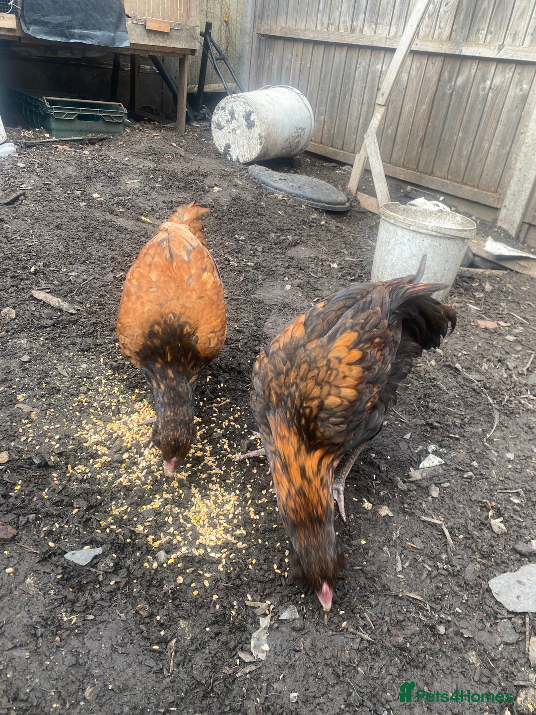 Chickens poultry for sale: 2 Aseel chicks and 2 Easteregger cockerel for sale - Advert 14