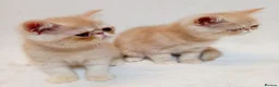 Exotic cats for sale: 2 Chubby Kittens - Advert 2