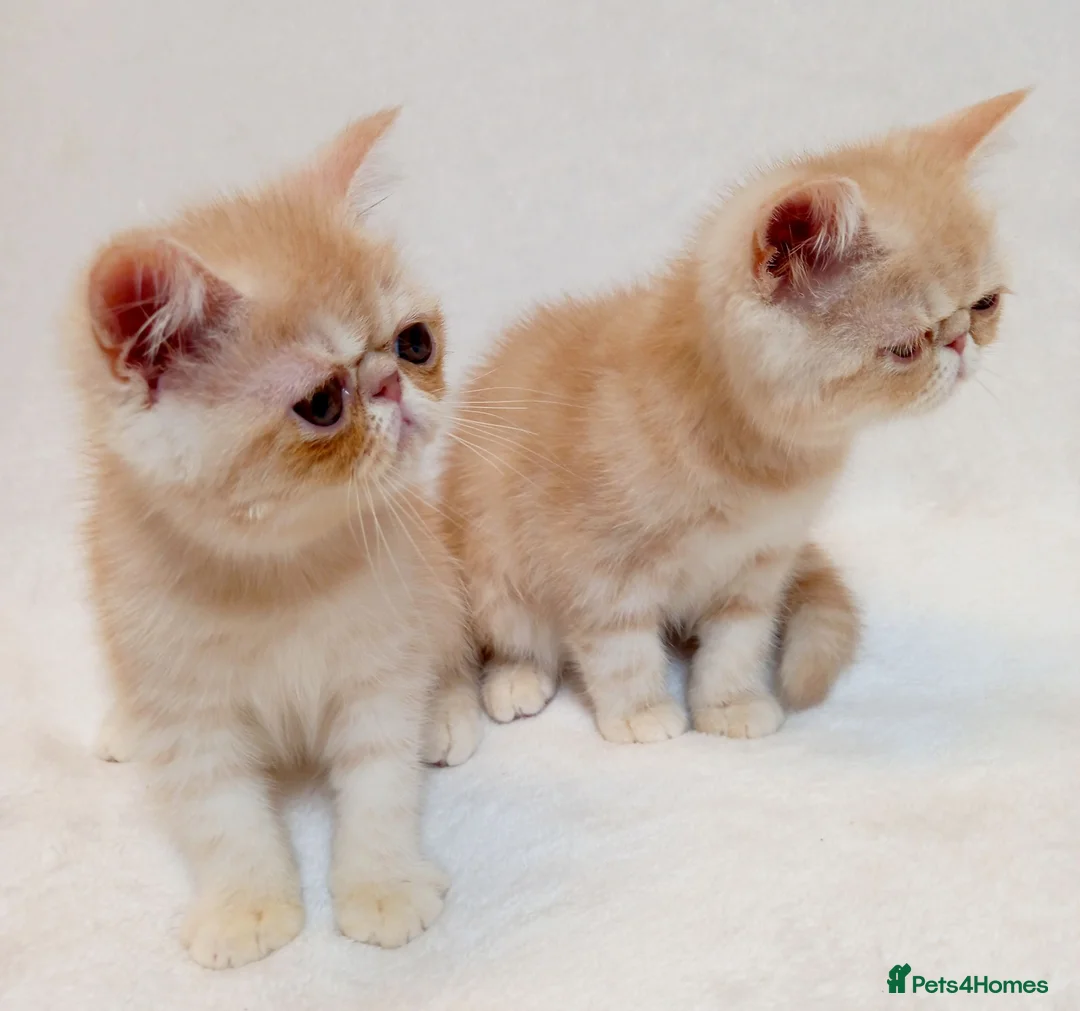 Exotic cats for sale: 2 Chubby Kittens - Advert 2