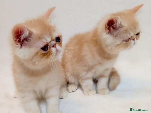 Exotic cats for sale: 2 Chubby Kittens with Pedigree - Advert 3