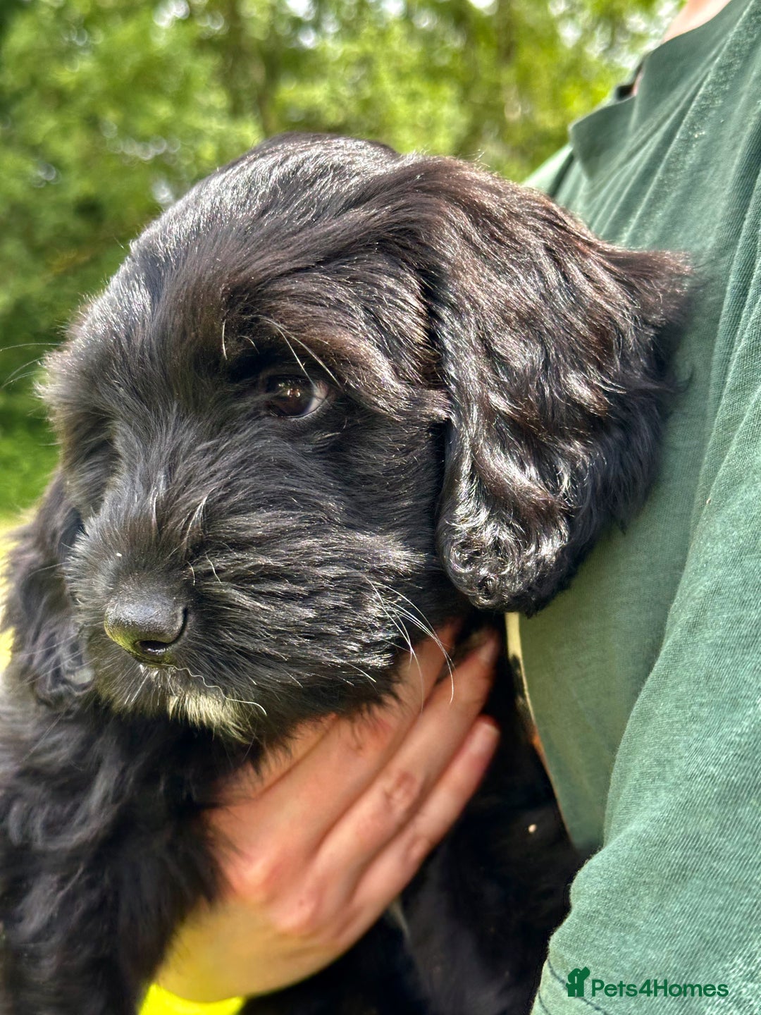 Labradoodle dogs for sale: Beautiful Puppies Ready for the Summer Holidays - Image 10