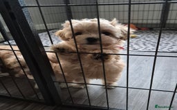 Maltipoo dogs for sale: F1 Maltipoo puppies 🐶 Just 2 girls remaining  - Advert 25