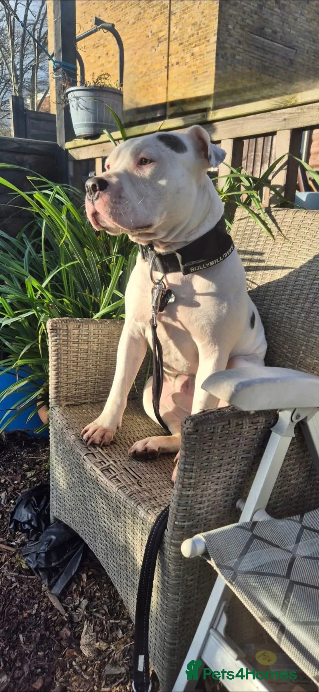 American Bull Staffy dogs for sale: Loki.  in Southampton - Advert 2