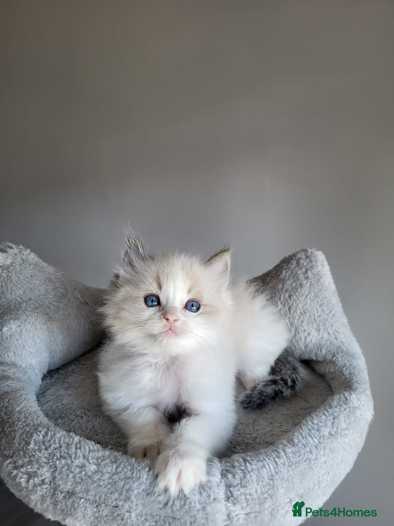 Ragdoll cats Registered Ragdoll kittens for sale - Advert 2