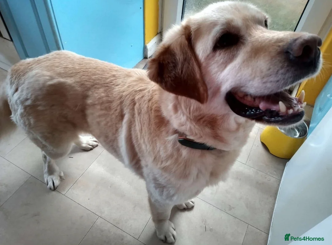 Labrador Retriever dogs for adoption: Leo 🐾 in Boston - Advert 2