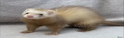 Ferret rodents for sale: ANGELICFERRETS. ONLY 4 JILLS LEFT. READY NOW - Advert 5
