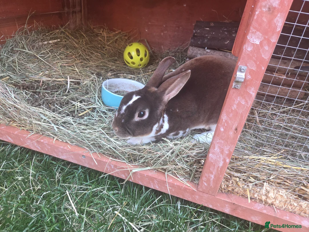 Rex rabbits for sale: Bruno looking for new home - Advert 3