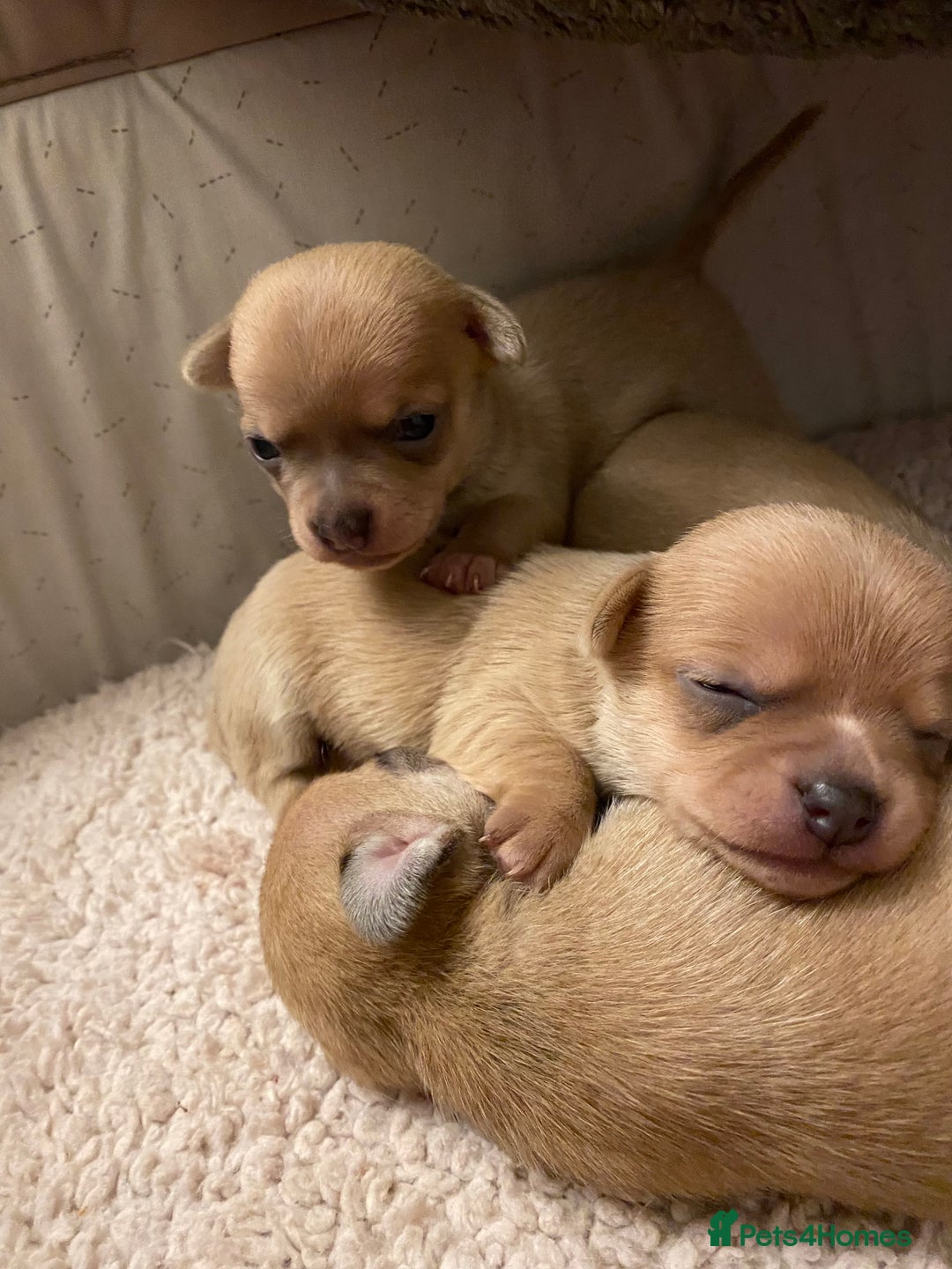 Chihuahua dogs for sale: Stunning Chihuahuas  - Advert 23