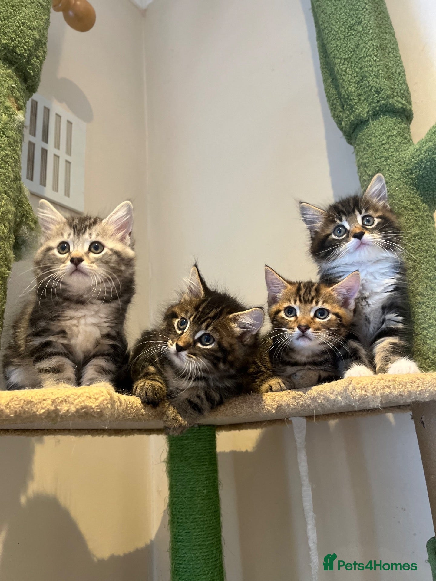 Mixed Breed cats for sale: kittens ready to leave now  - Advert 1