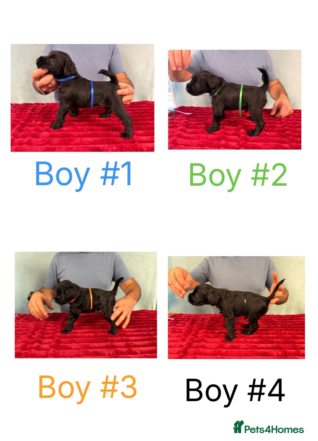 Miniature Schnauzer dogs Black Miniature Schnauzer Puppies  - Advert 8