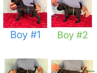 Miniature Schnauzer dogs Black Miniature Schnauzer Puppies - Advert 3