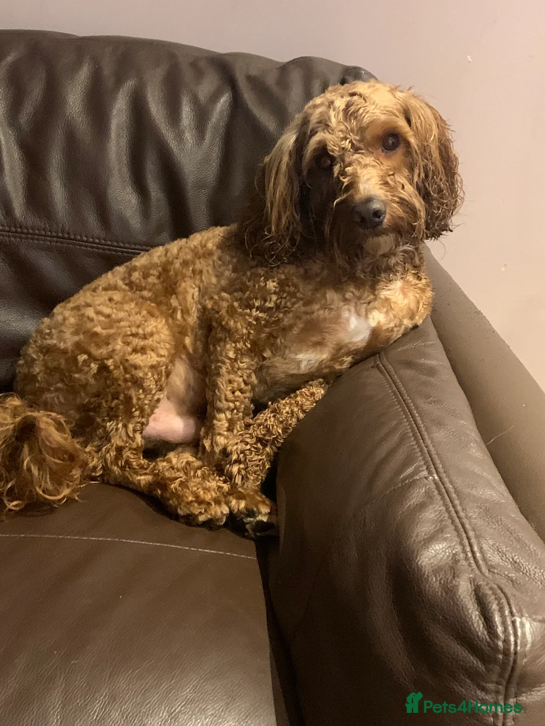 Cockapoo dogs for sale: Beautiful and loving Cockapoo Loki - Advert 1