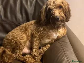 Cockapoo dogs Beautiful and loving Cockapoo Loki - Advert 1