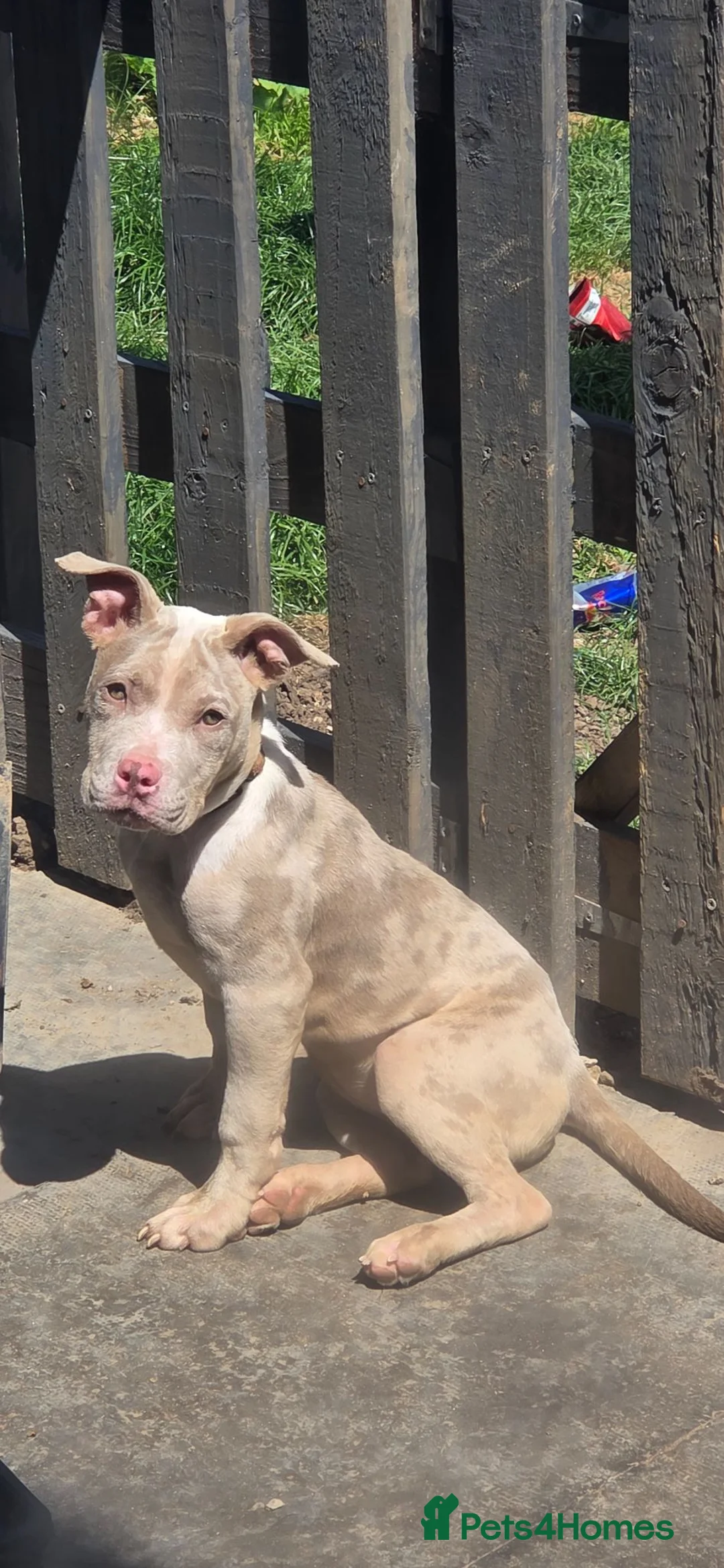 Mixed Breed dogs for sale: Coco 14 weeks old shar pei X bully - Advert 7