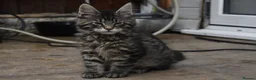 Maine Coon cats for sale: Gorgeous Champion Bloodline Maine Coon Kittens - Advert 13