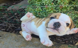 English Bulldog dogs for sale: Stunning English Bulldog Puppies  - Image 5