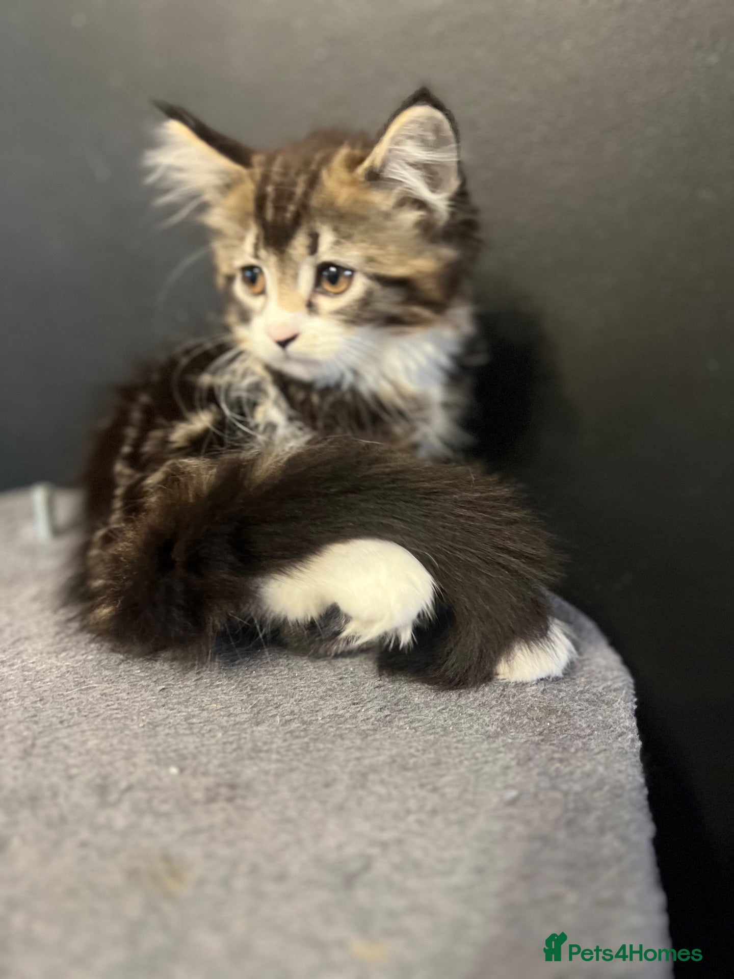 Mixed Breed cats for sale: Super fluffy mixed breed Kittens - Advert 1