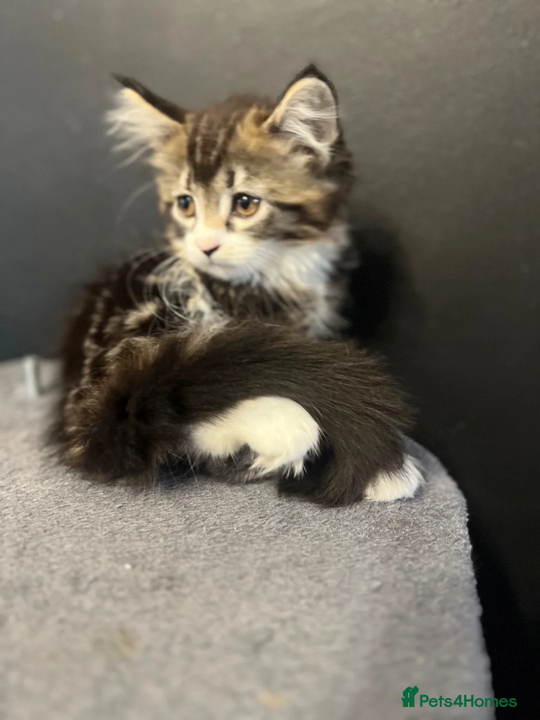 Mixed Breed cats for sale: Super fluffy mixed breed Kittens - Advert 1